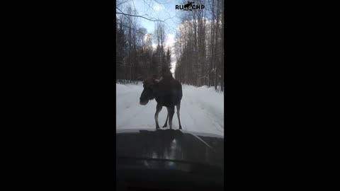 Stubborn Elk vs Car 