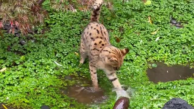 Naughty cat playing with water