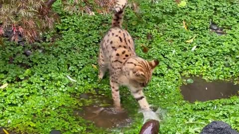 Naughty cat playing with water