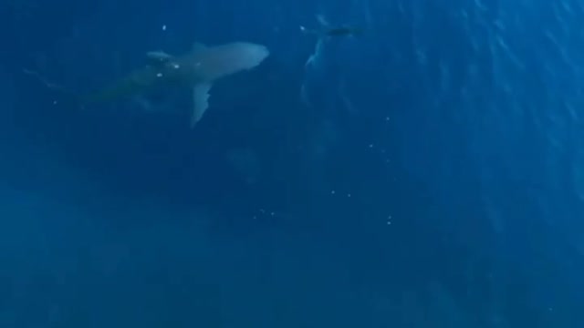 Shark hunt caught on camera #12