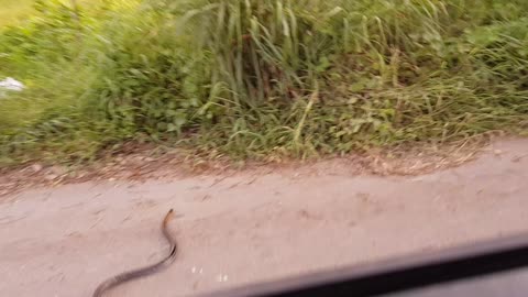 Snake Crossing the Road