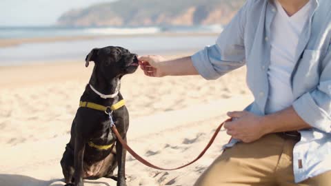 Dog on the beach (animal pets)