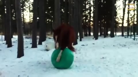 Funny 🤣 Horses 🐎 Playing With Balls _New_ HorseWorld