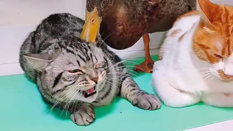 The two goods start fighting when they disagree