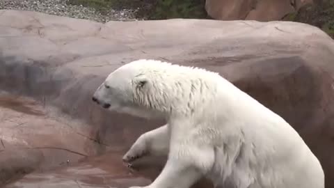 Polar bears are great divers, too