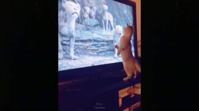 Baby cats are amazing creature because they are the cutest and most funny video and funny moments