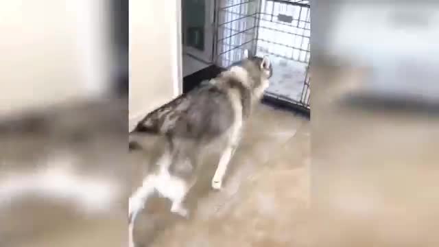 Dog reaction to cutting cake