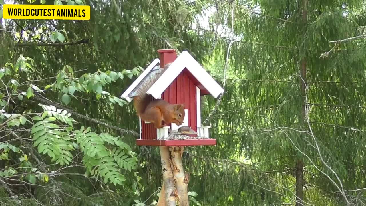 cute pets