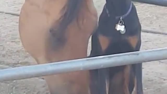 A dog eating horse food