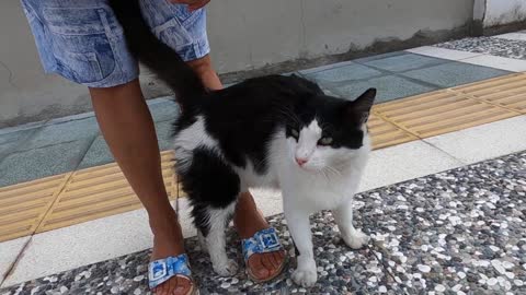 Black and white cat is very happy to see me and start to knead