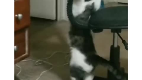 Cat play so cute