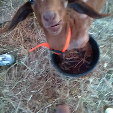 What Will This Goat Eat - Cardboard or Bark or Both