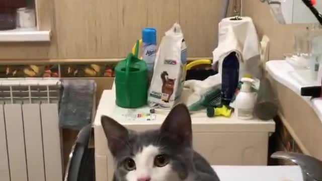 parrot and cat continued part three