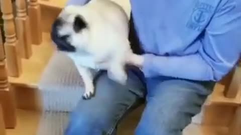 I am the DESTROYER of worlds Hooman beware Cute Pug