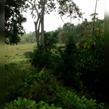 🎵🎼🎶I wanted to have in life simply a place in the green.....