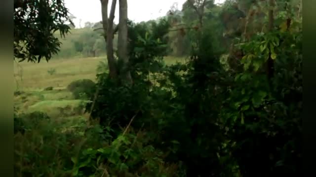 🎵🎼🎶I wanted to have in life simply a place in the green.....