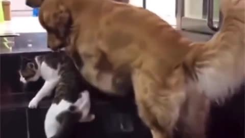 Animal are better than people ❤️