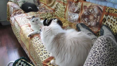 Sudden attack cat.