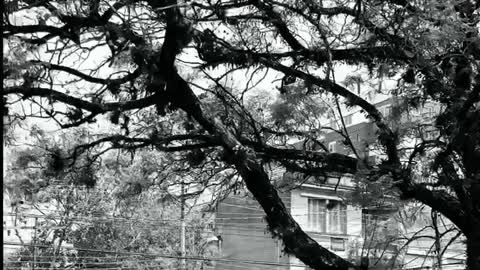 Casa Musgo, Barraco Cultural e Vila Flores, Porto Alegre.