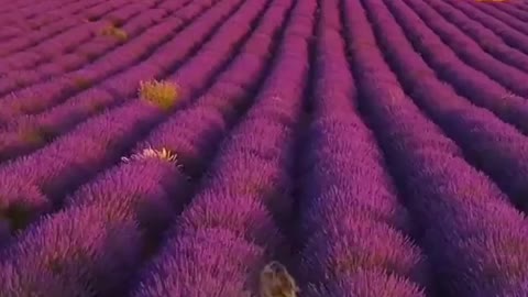 Plateau of Valensole in France