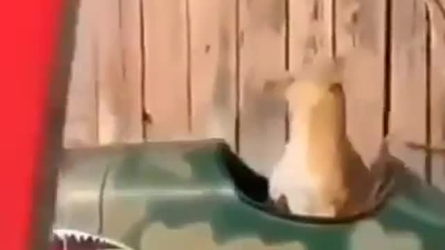 Try not to laugh