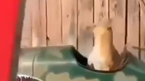 Try not to laugh