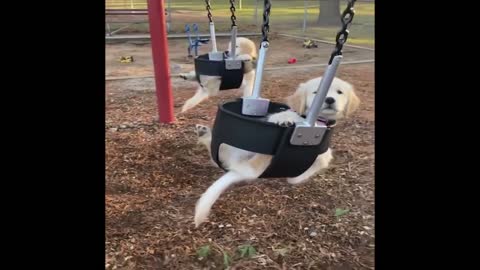 Cute Dog