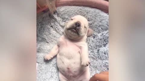 Best Of The 2021 Funny Animal
