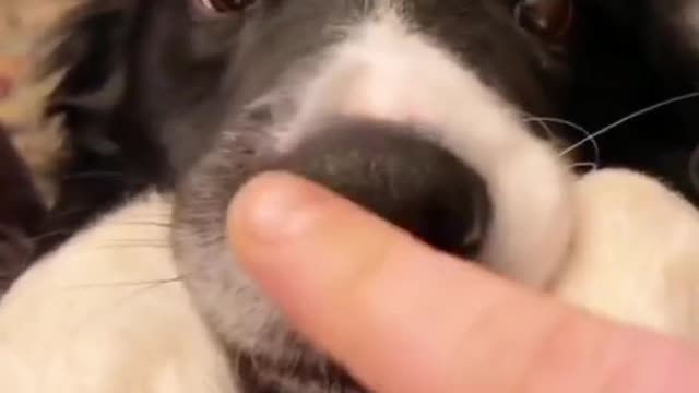 Best of funny videos 2022 | funny animals