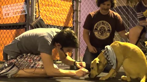 Dog Training 101: How to Train Any DOG the Basics