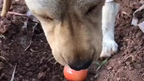 My dog is eating tomatoes.😋