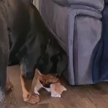 Positive animals❤️