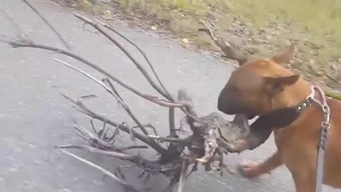 Dog loves tree, decides to bring it home