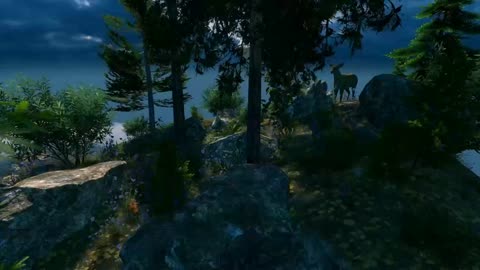 Animals in the forest