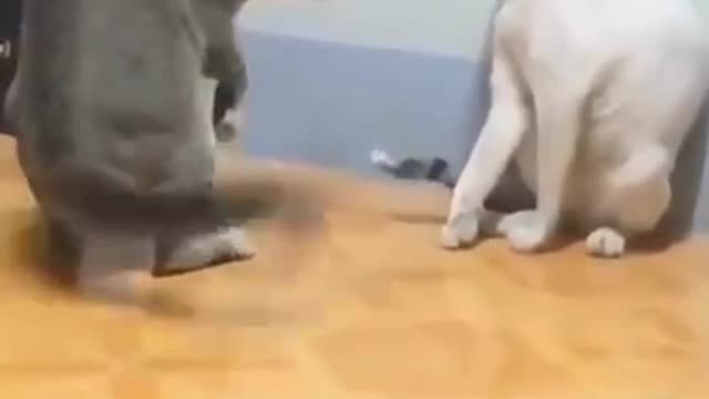 Funny Cat And Dog