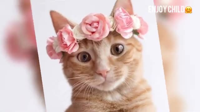 BEAUTIFUL CATS 🙀👶🙀🙀🙀🙀🙀🙀