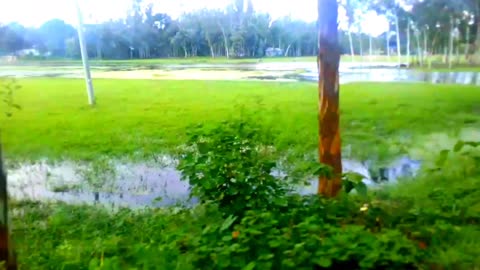 Green Bangladesh Very nice village video #Uzzal-Vlogs #Bangladesh