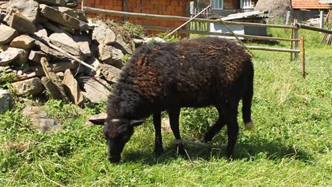 Black lamb on green grass in rural settlement