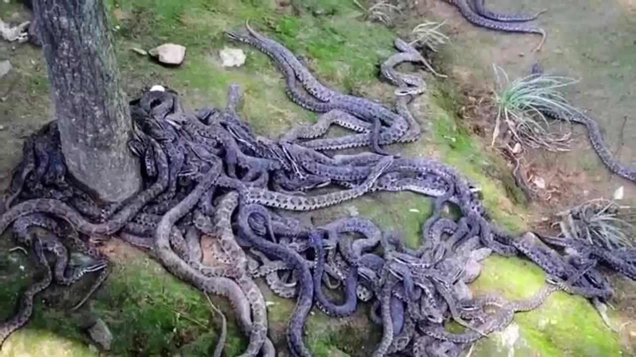 Snake- Island of Brazil