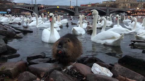 Waterfowl Act Foul Over Food