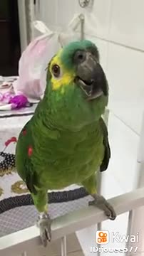 o papagaio falante
