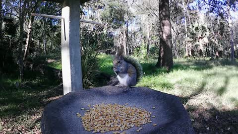 Squirrel eating, so cute! Also, letting others know not to come up there.