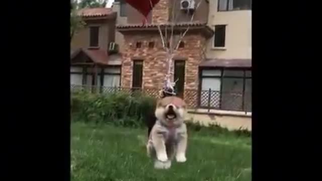 Baby Dogs Cute and Funny Dog Videos Puppy Dogs goes space