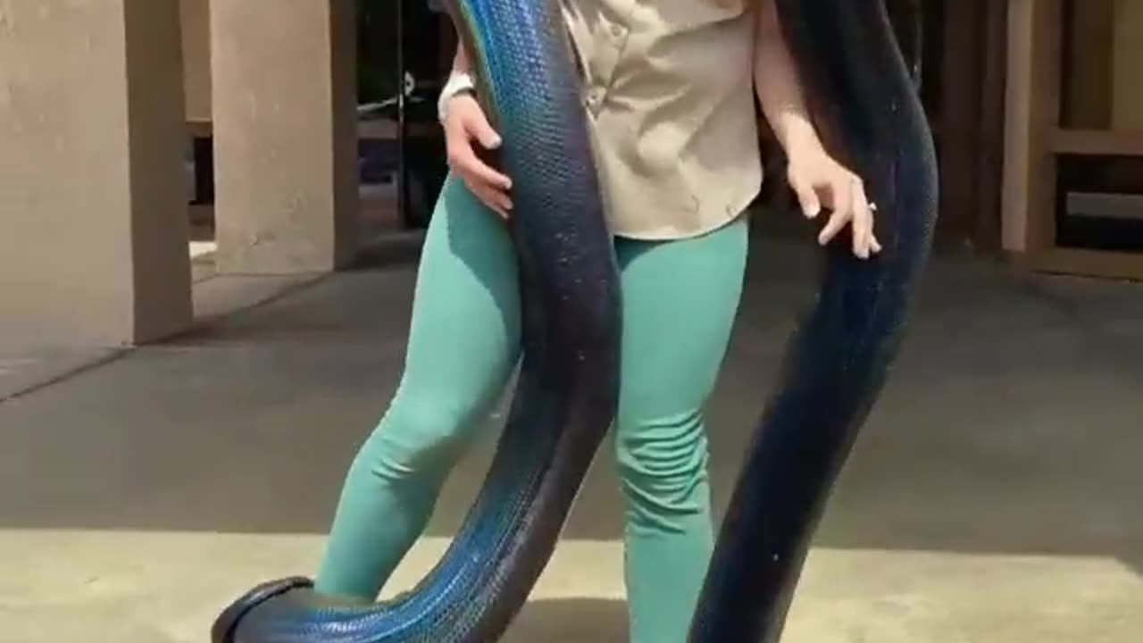 I have never seen such a beautiful snake before.