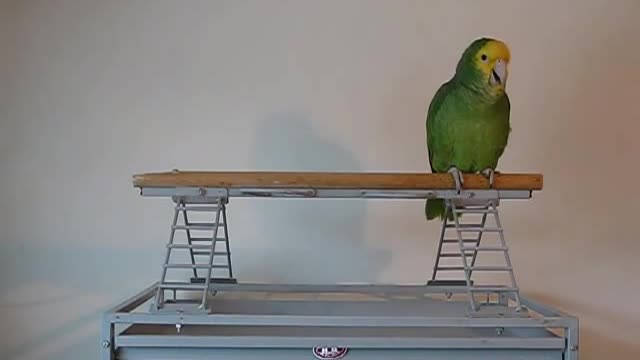 Amazon Parrot singing Yo Ho - A Pirate's Life