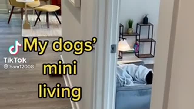 Dogs have their own living room, in a home!