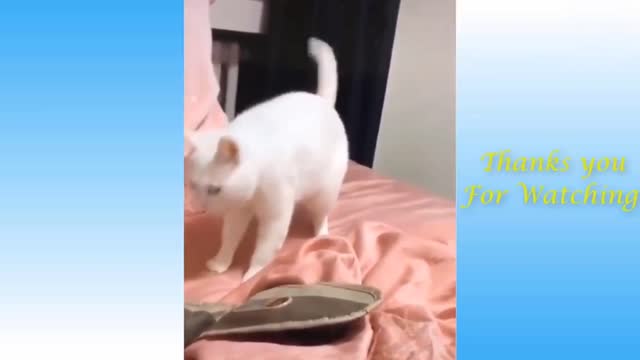 Cats remix cute funny videos #shorts