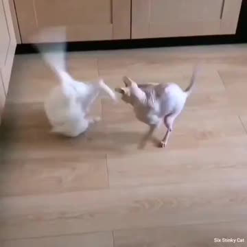 Briga de Gatos muito engraçado