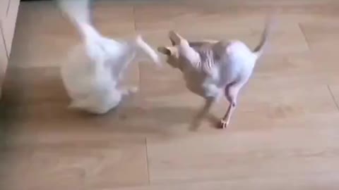 Briga de Gatos muito engraçado