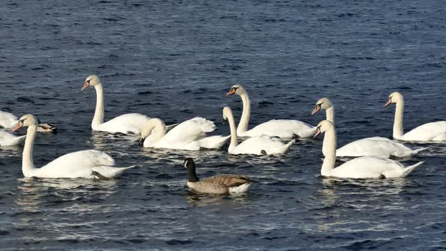 Flocks of Duck